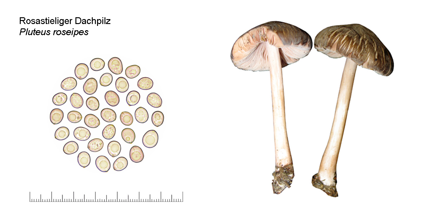 Pluteus roseipes, Rosastieliger Dachpilz