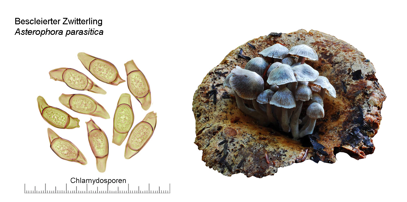 Asterophora parasitica, Beschleierter Zwitterling