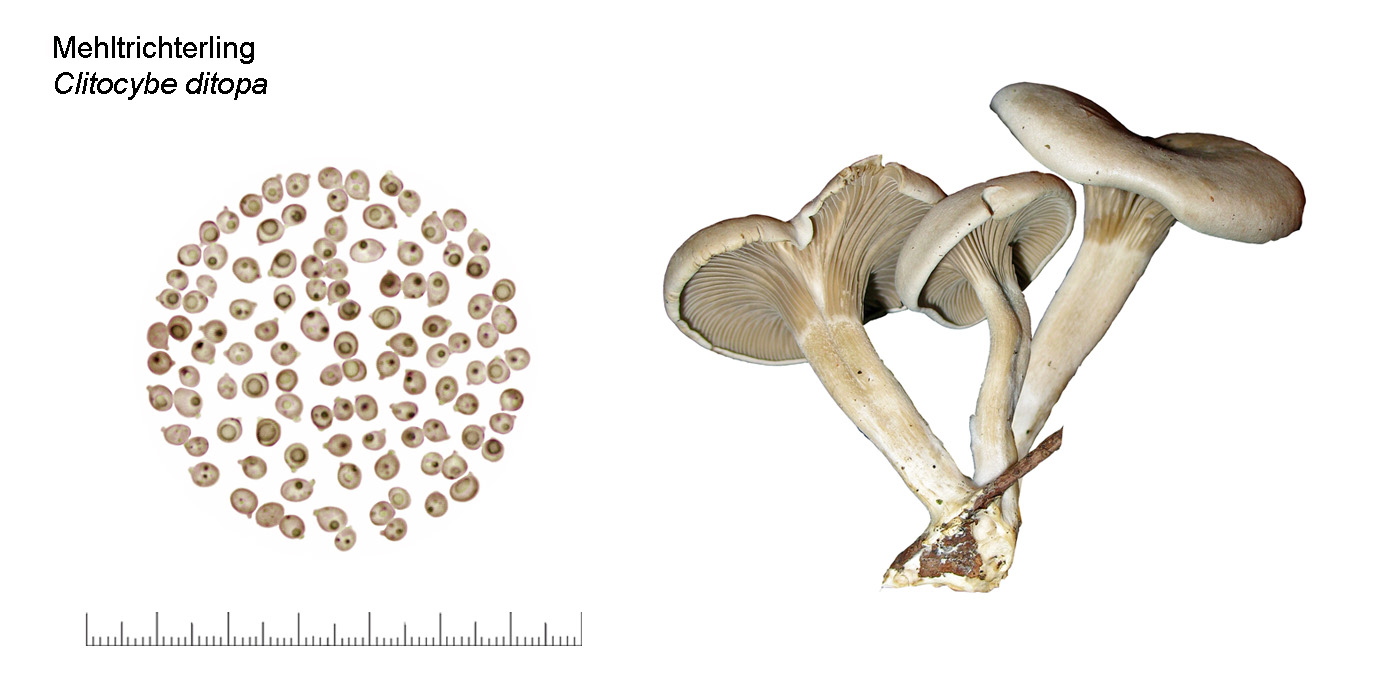 Clitocybe ditopa, Mehltrichterling