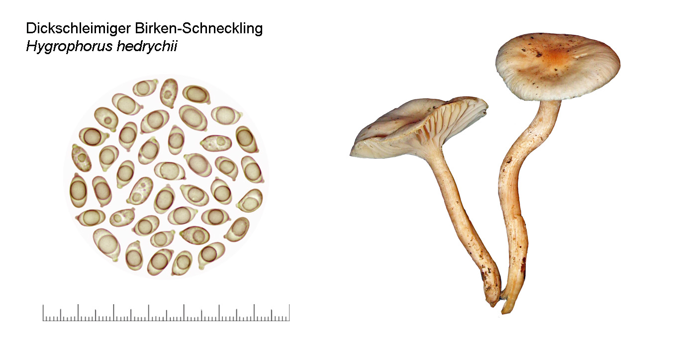 Hygrophorus hedrychii, Dickschleimiger Birken-Schneckling