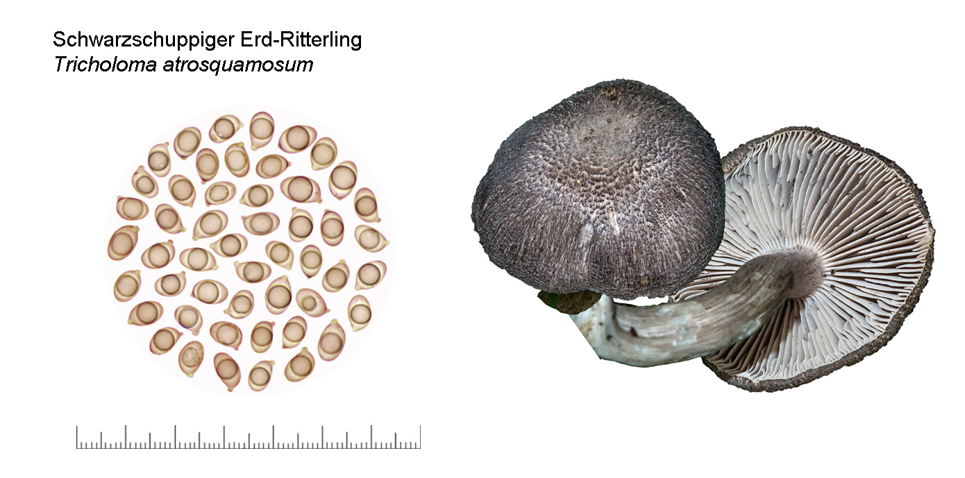 Tricholoma atrosquamosum, Schwarschuppiger Erdritterling