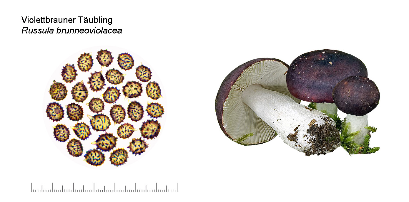 Russula brunneoviolacea, Violettbrauner Täubling