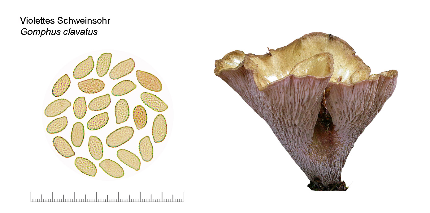 Gomphus clavatus, Violettes Schweinsohr