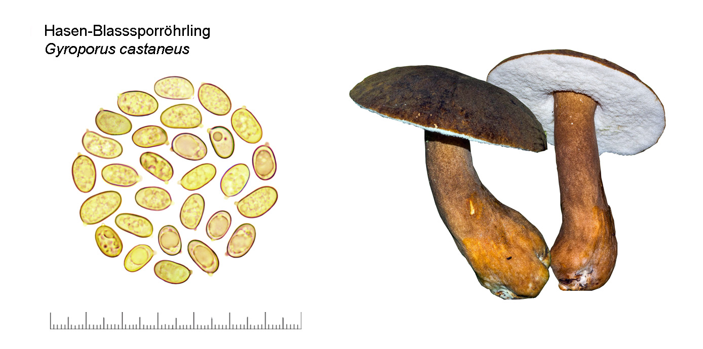 Gyroporus castaneus, Hasen-Blasssporrhrling