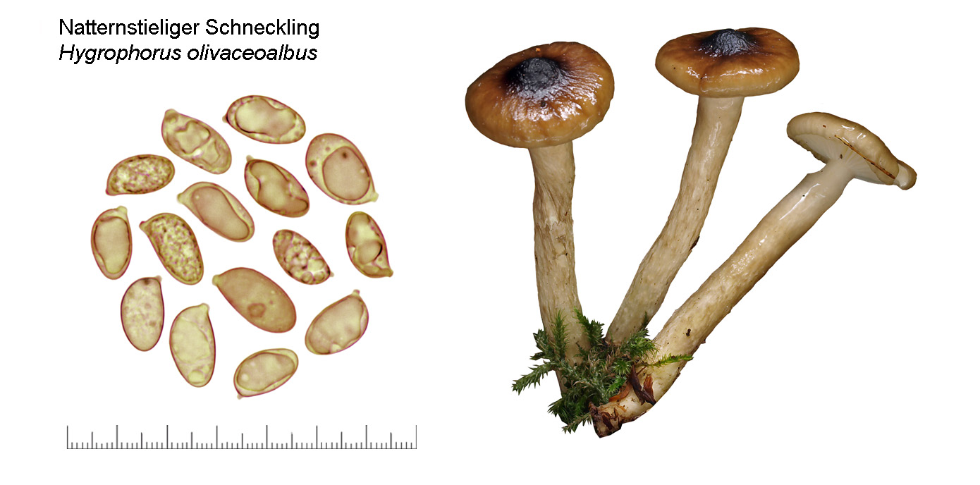 Hygrophorus olivaceoalbus, Natternstieliger Schneckling