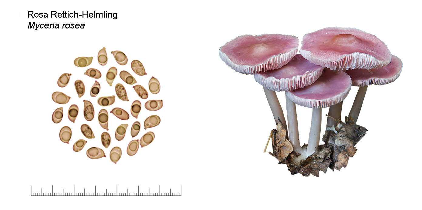 Mycena rosea, Rosa Rettich-Helmling