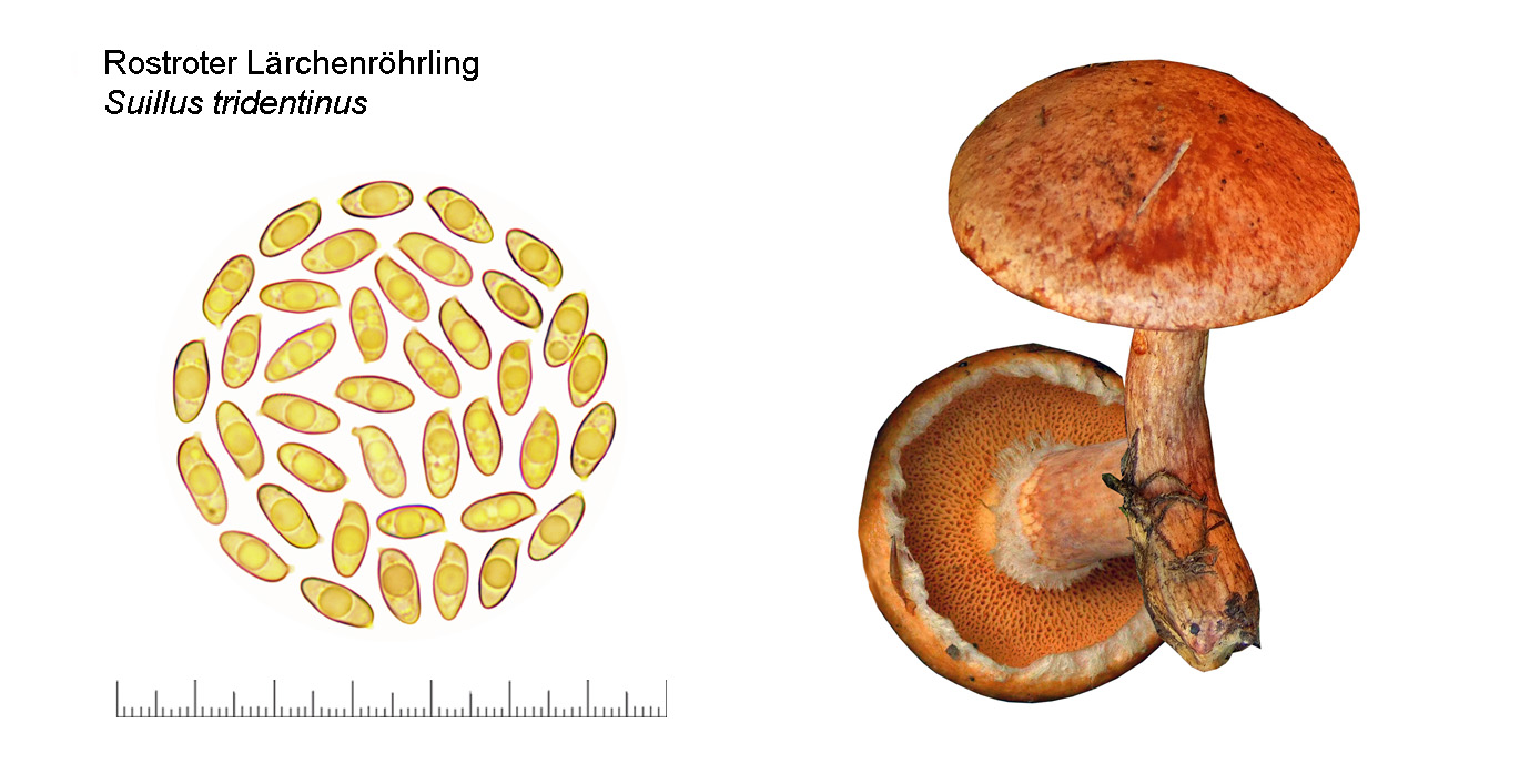 Suillus tridedntinus, Rostroter Lrchenrhrling