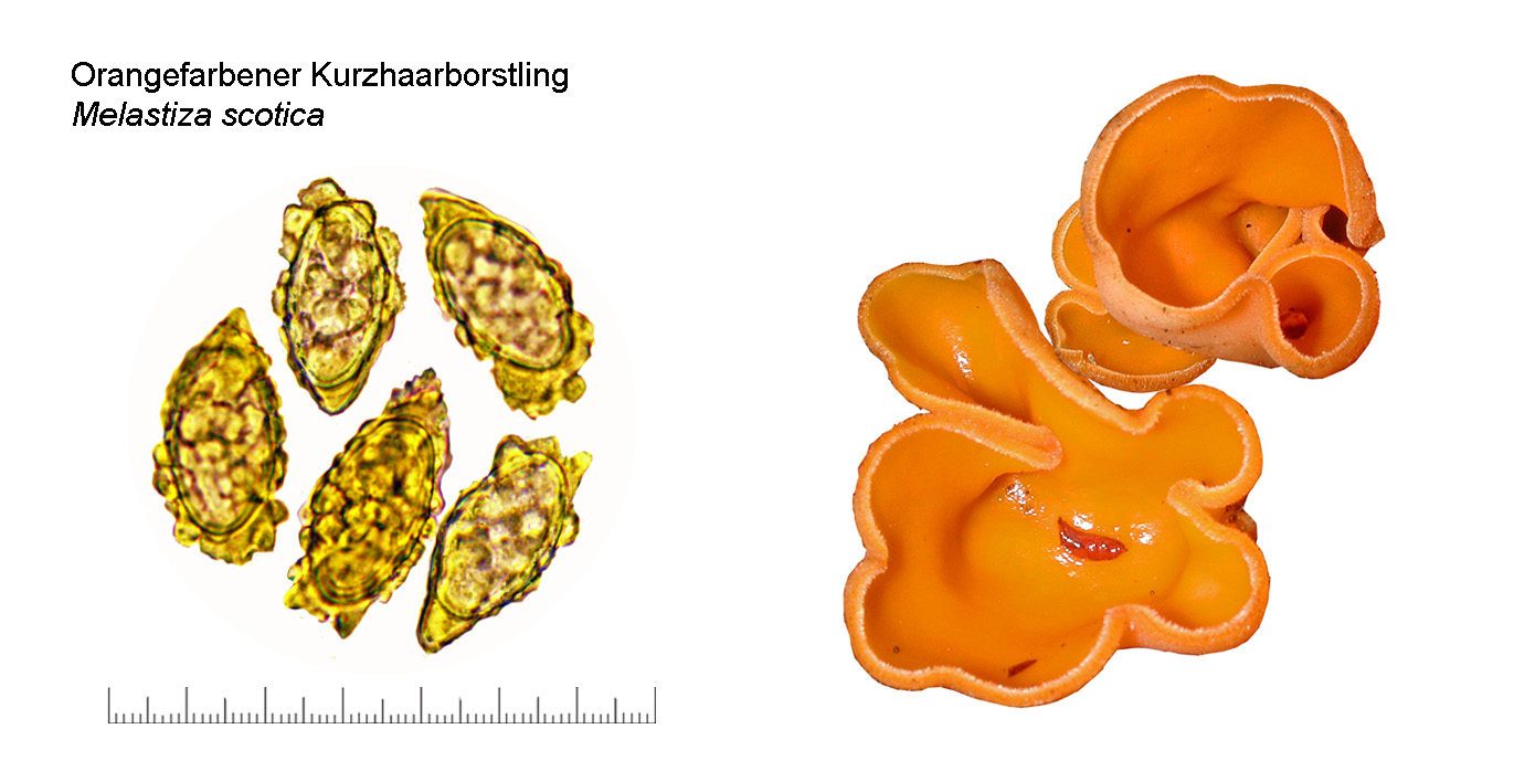 Melastiza scotica, Orangefarbener Kurzhaarborstling