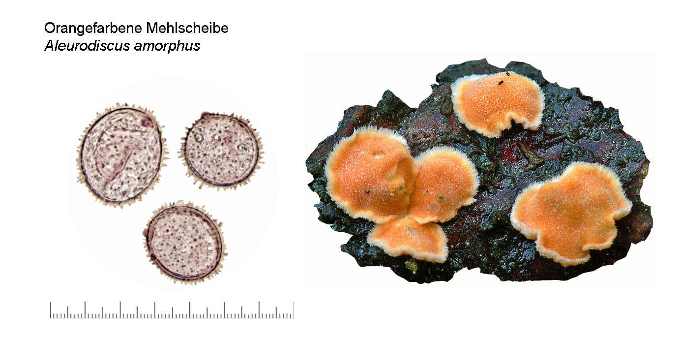 Aleurodiscus amorphus, Orangefarbene Mehlscheibe