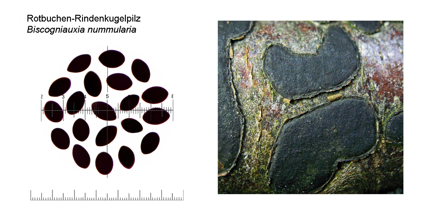 Biscogniauxia nummularia, Rotbuchen-Rindenkugelpilz