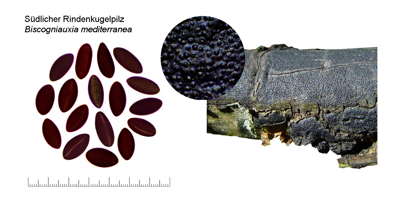 Biscogniauxia mediterranea, Sdlicher Rindenkugelpilz