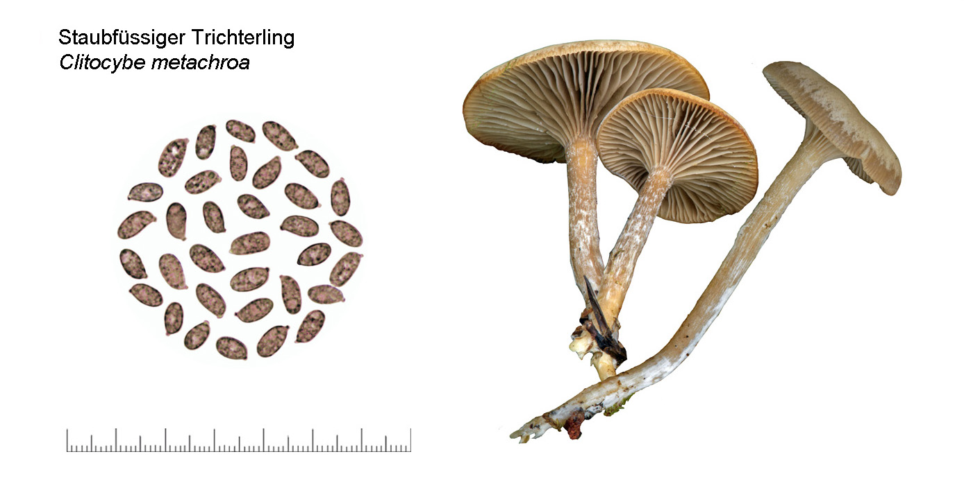 Clitocybe metachroa, Staubfssiger Trichterling