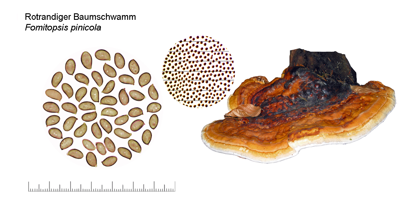 Fomitopsis pinicola , Rotrandiger Baumschwamm