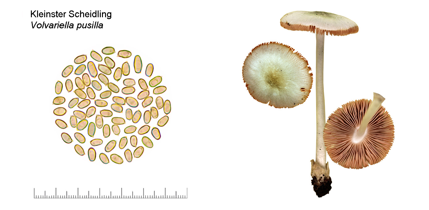 Volvariella pusilla, Kleinster Scheidling