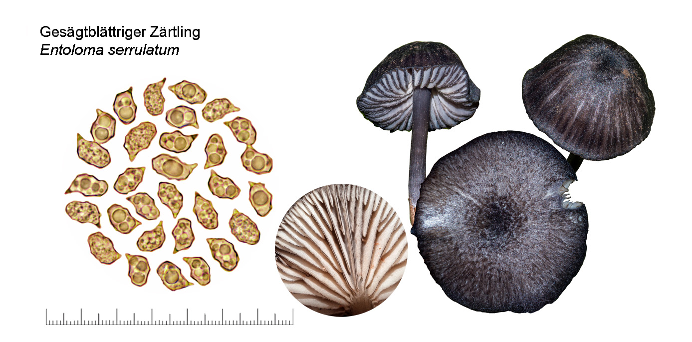 Entoloma serrulatum, Gesgtblttriger Zrtling