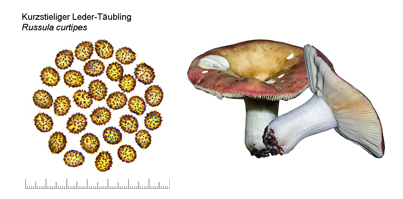 Russula curtipes, Kurzstieliger Leder-Tubling