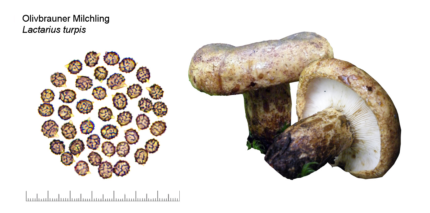 Lactarius turpis, Olivbrauner Milchling