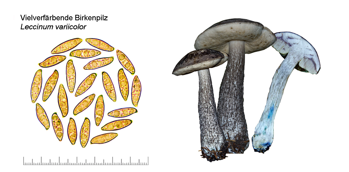 Leccinum variicolor, Gefleckter Raufuss