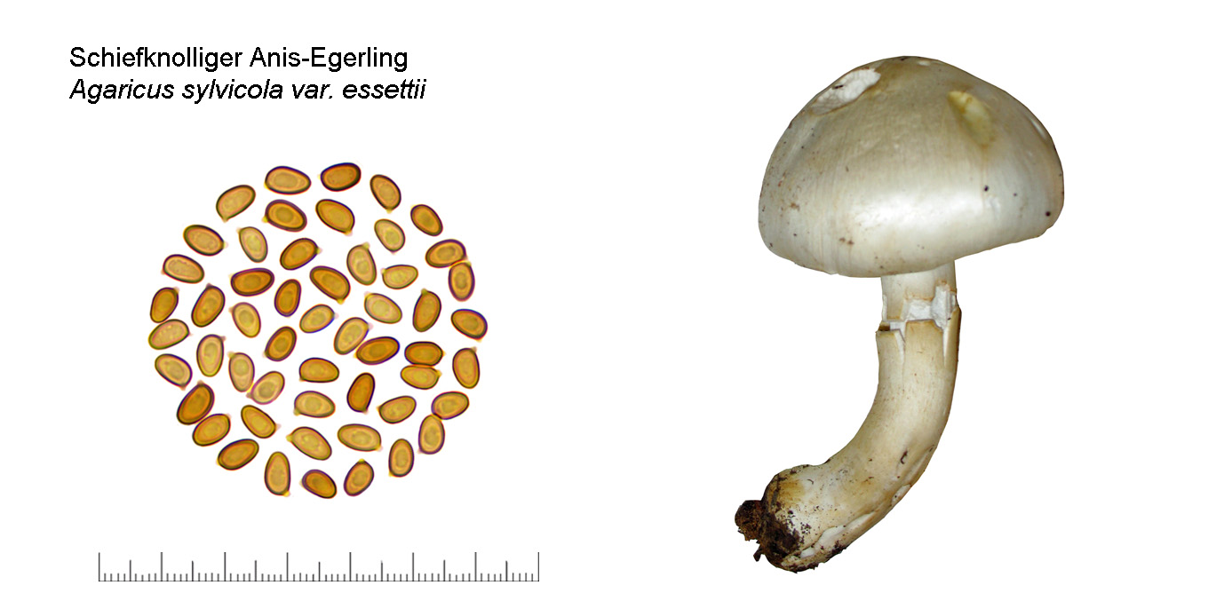 Agaricus sylvicola var. essettii, Schiefknolliger Anis-Egerling