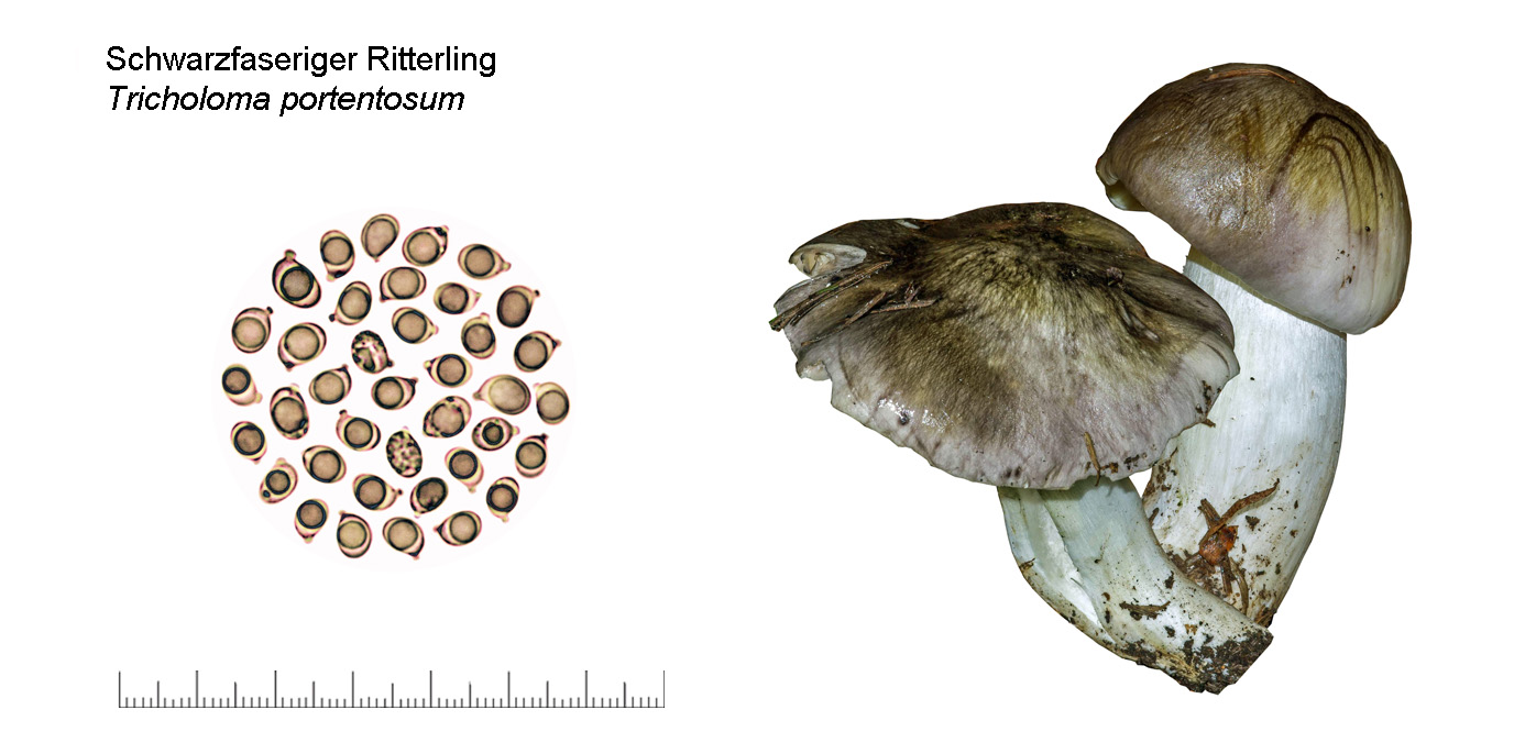 Tricholoma portentosum, Schwarzfaseriger Ritterling