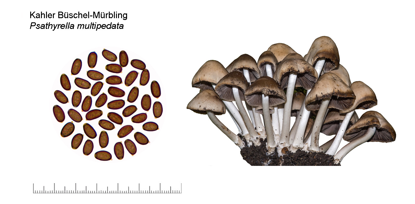 Psathyrella multipedata, Kahler Bschel-Mrbling