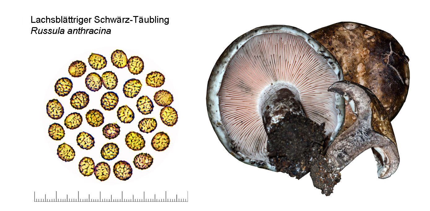 Russula anthracina, Lachsblättriger Schwärz-Täubling
