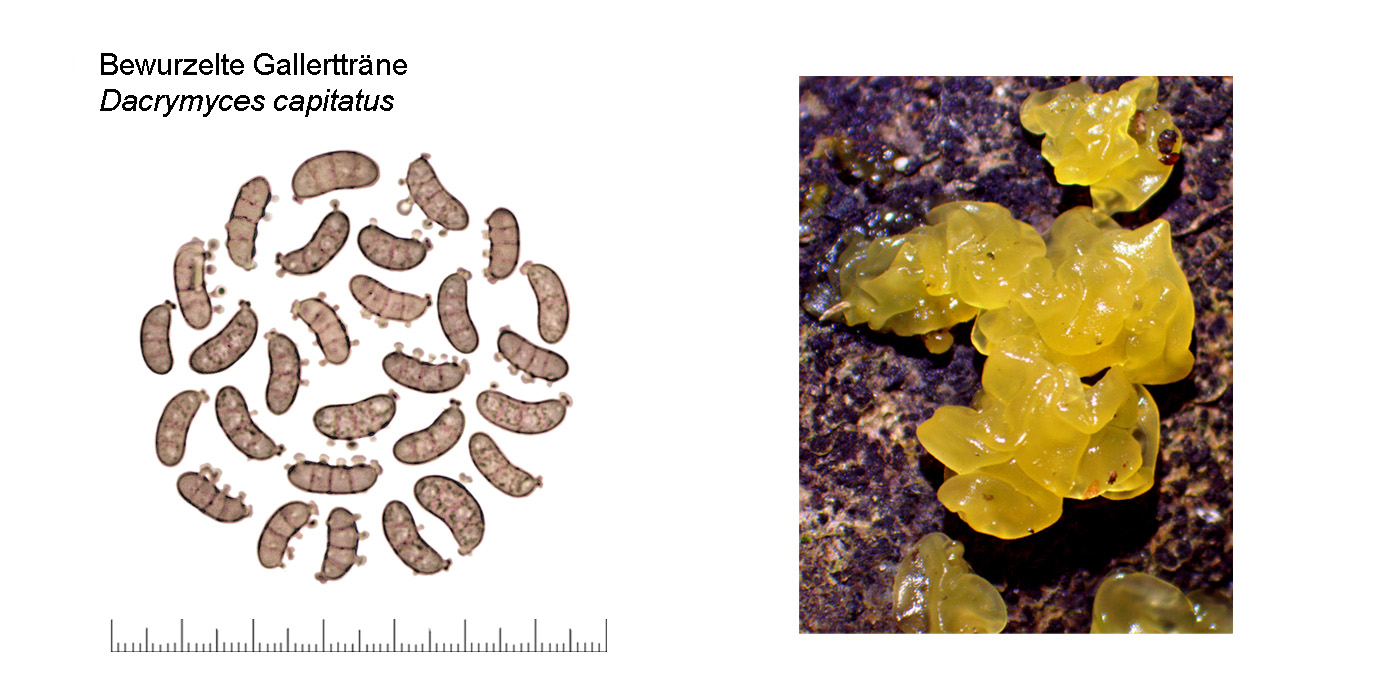 Dacrymyces capitatus, Bewurzelte Gallerttrne