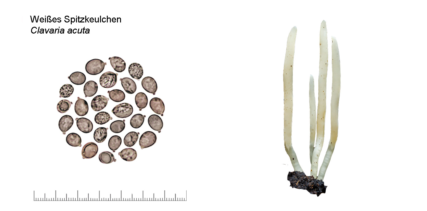 Clavaria acuta, Weißes Spitzkeulchen