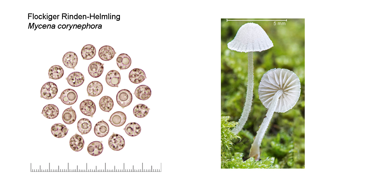 Mycena corynephora, Flockiger Rinden-Helmling