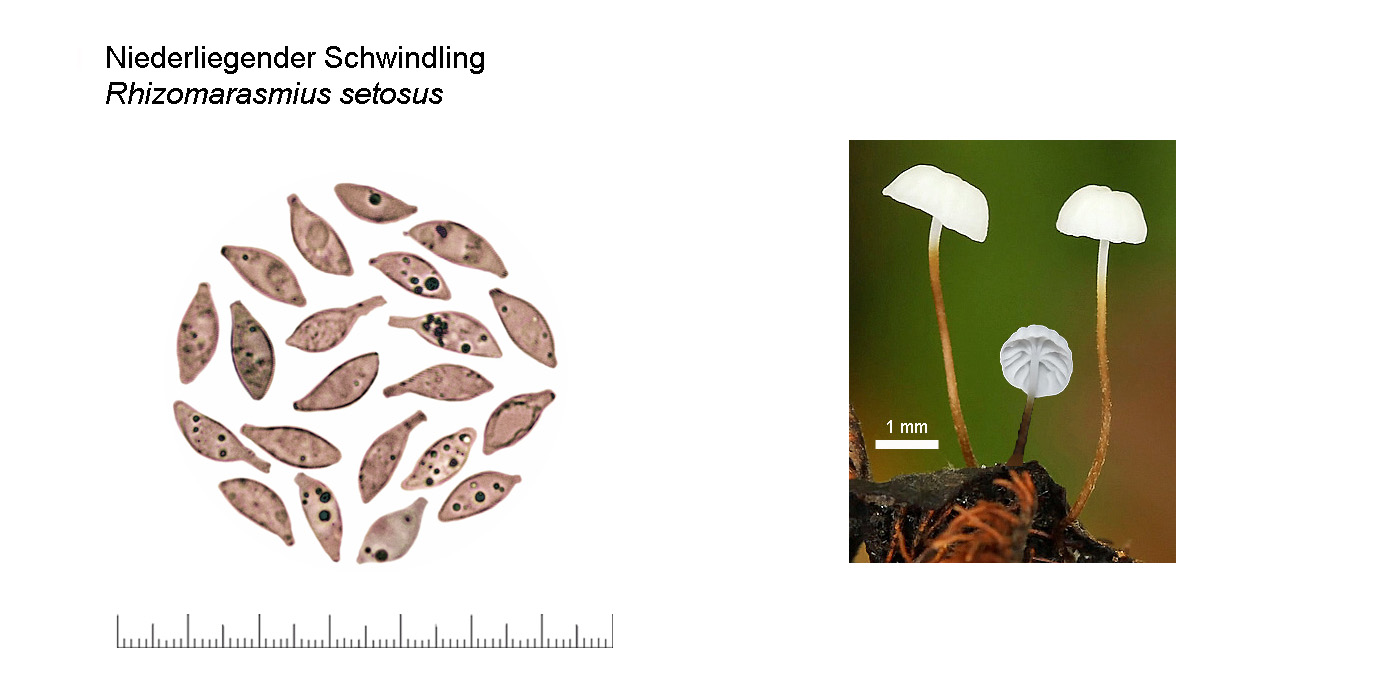 Rhizomarasmius setosus, Niederliegender Schwindling