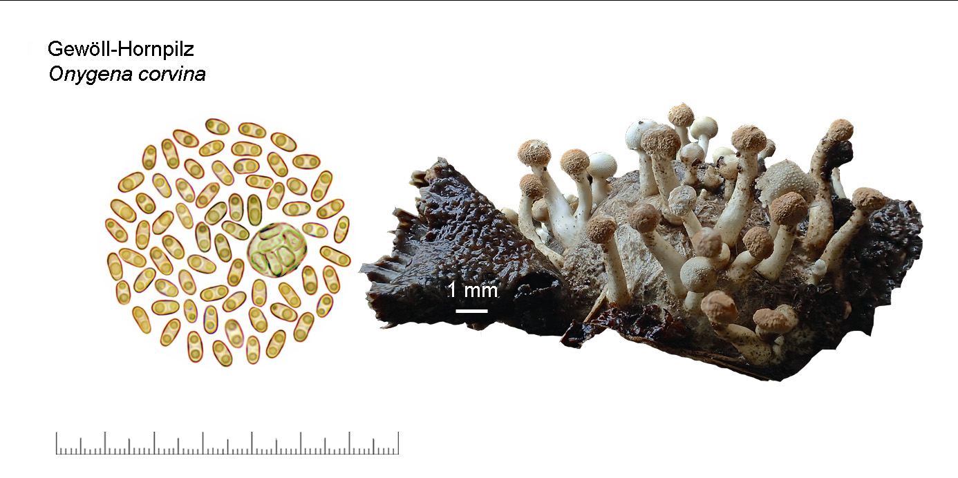 Onygena corvina, Gewll-Hornpilz