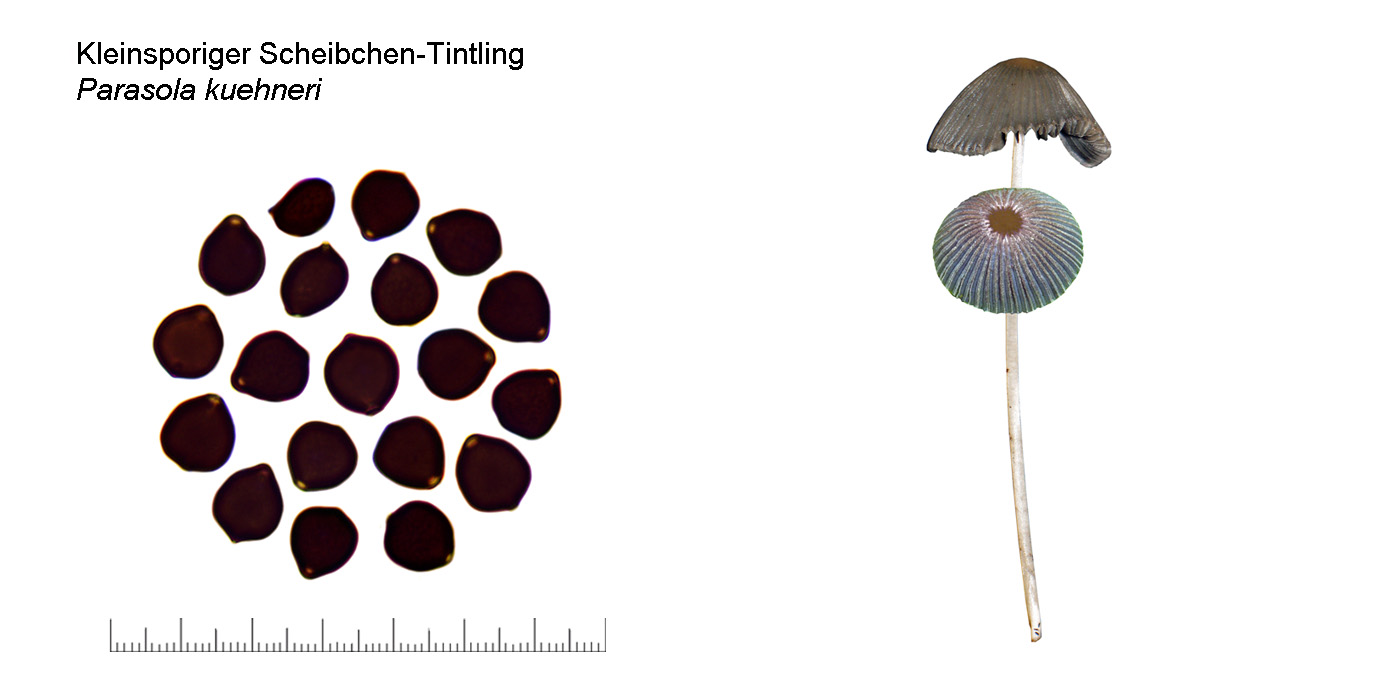 Parasola kuehneri, Kleinsporiger Scheibchen-Tintling