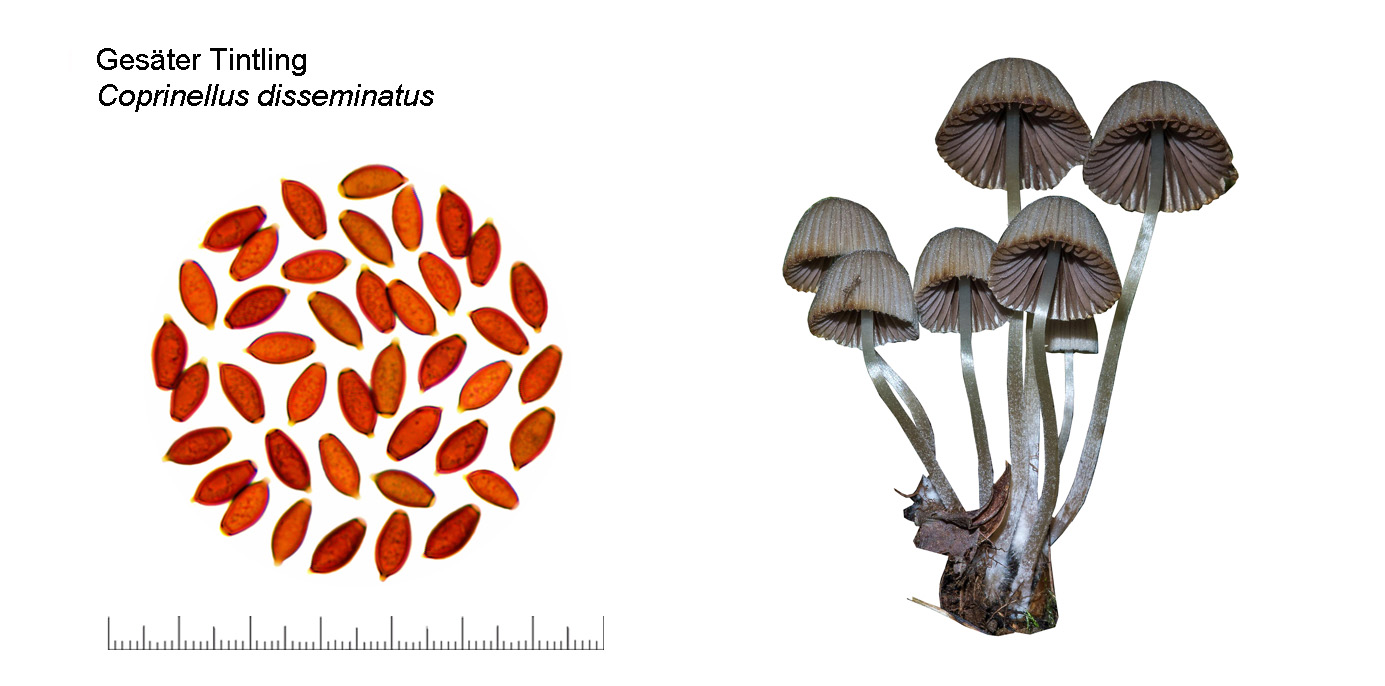 Coprinellus disseminatus, Gester Tintling