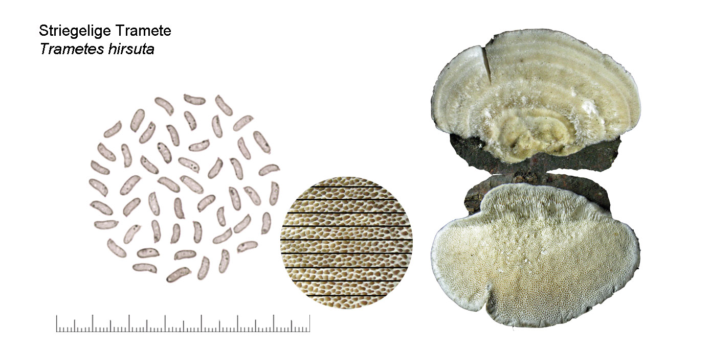 Trametes hirsuta , Striegelige Tramete