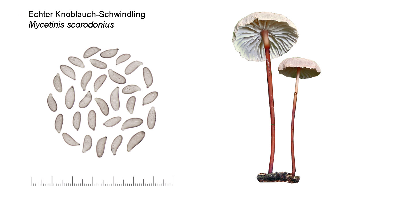 Mycetinis scorodonius, Echter Knoblauch-Schwindling