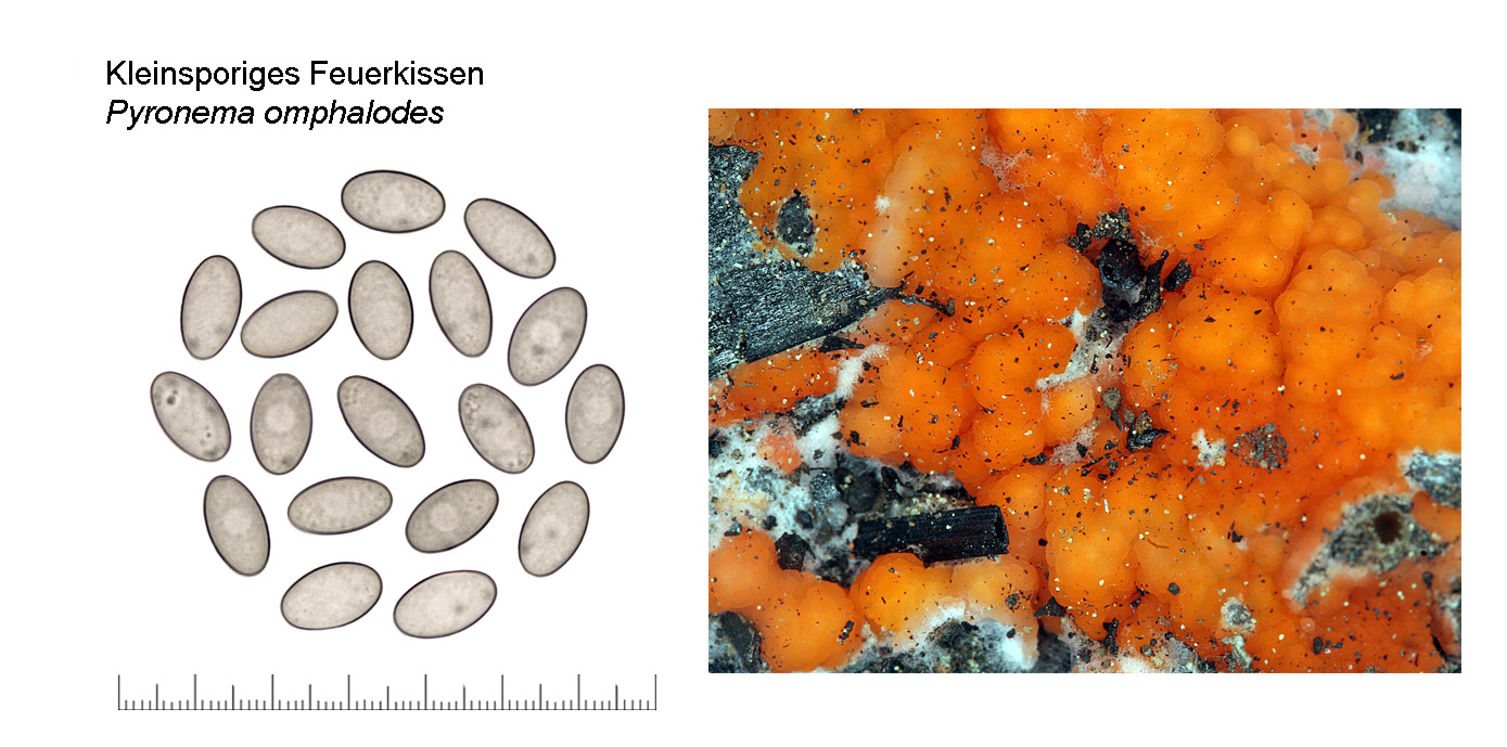 Pyronema omphalodes, Kleinsporiges Feuerkissen