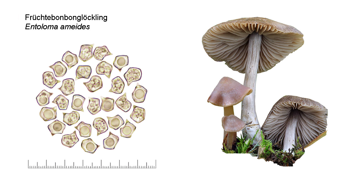 Entoloma ameides, Fruchtbonbon Glckling