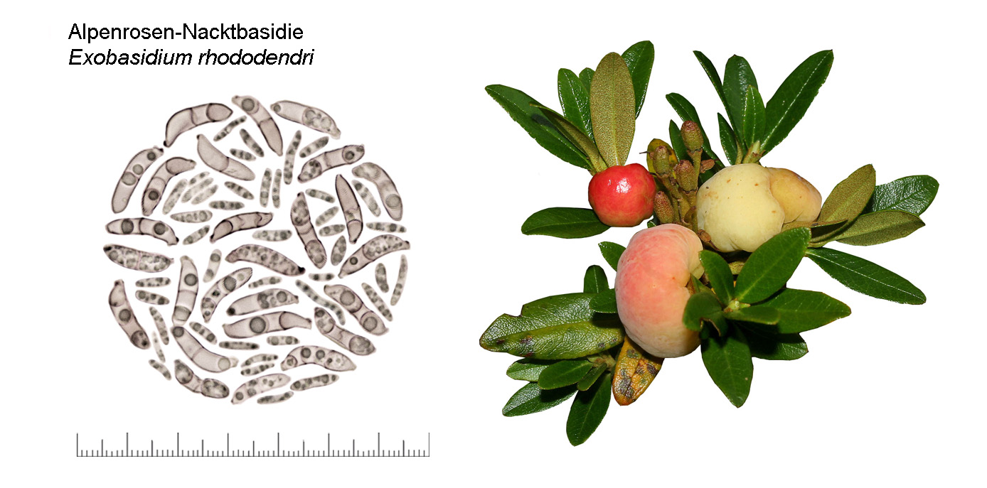 Exobasidium rhododendri, Alpenrosen-Nacktbasidie