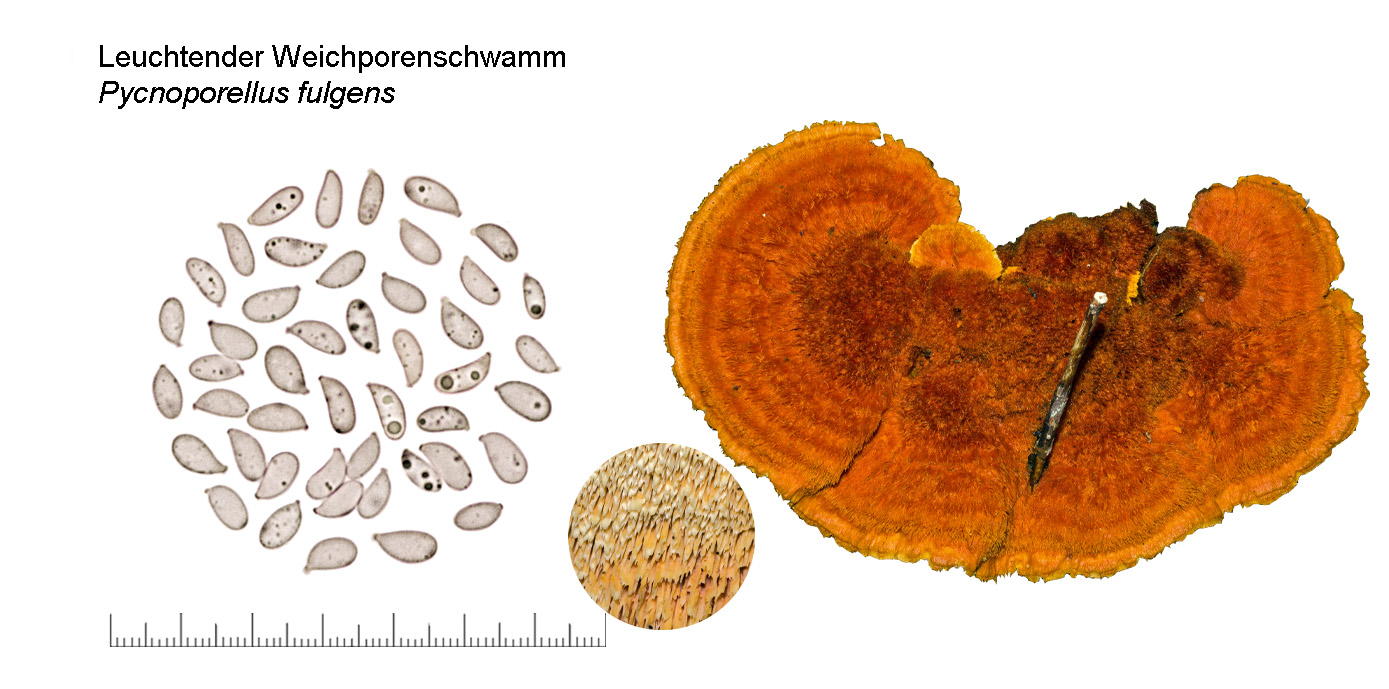 Pycnoporellus fulgens, Leuchtender Weichporenschwamm
