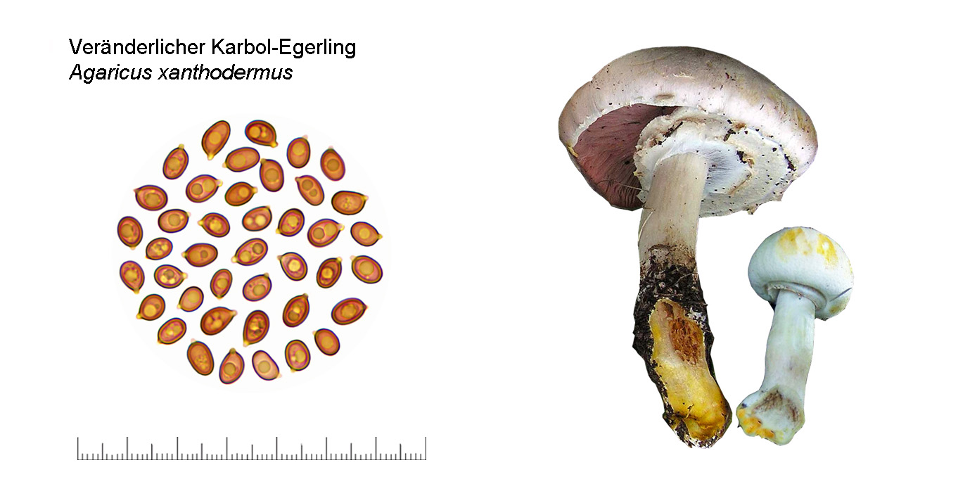 Agaricus xanthodermus, Veränderlicher Karbol-Egerling