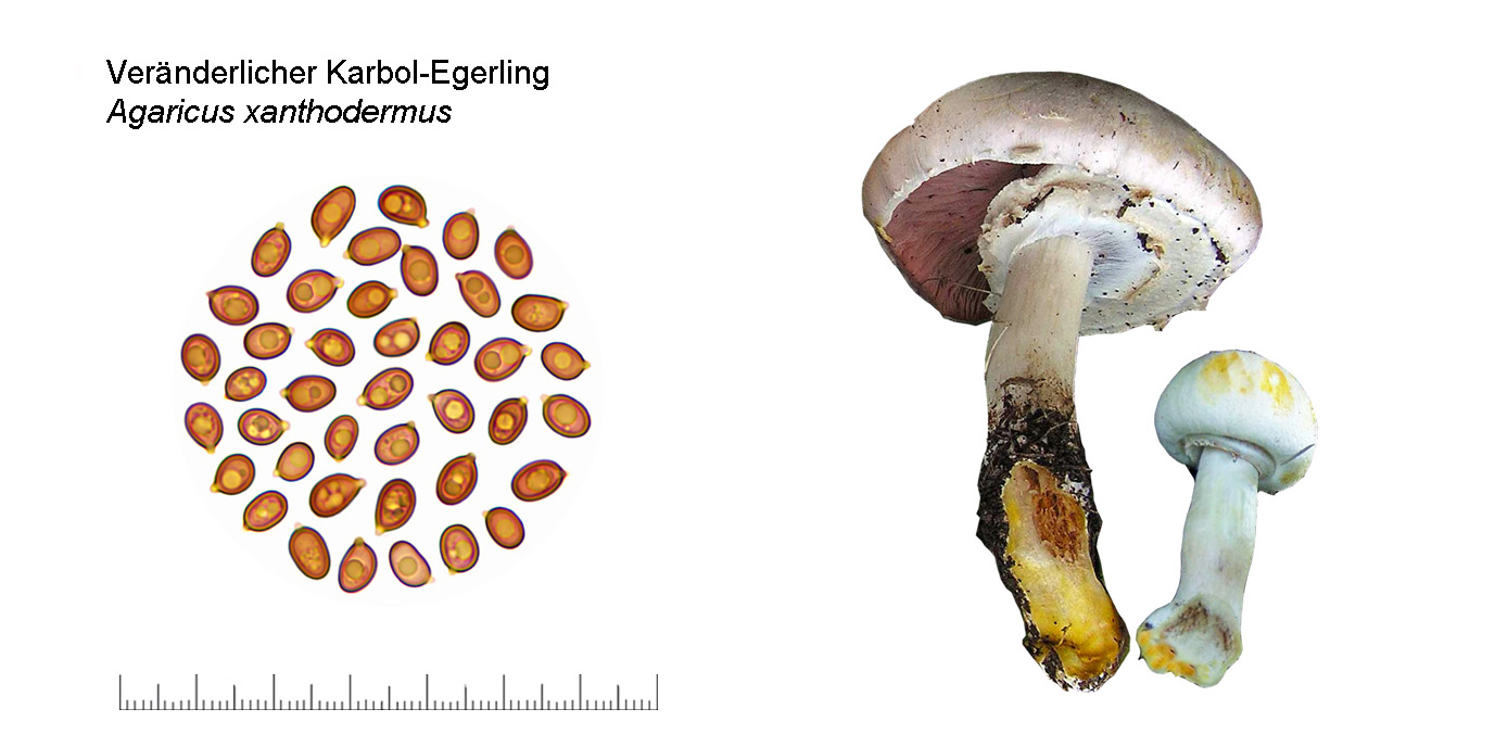 Agaricus xanthodermus, Vernderlicher Karbol-Egerling