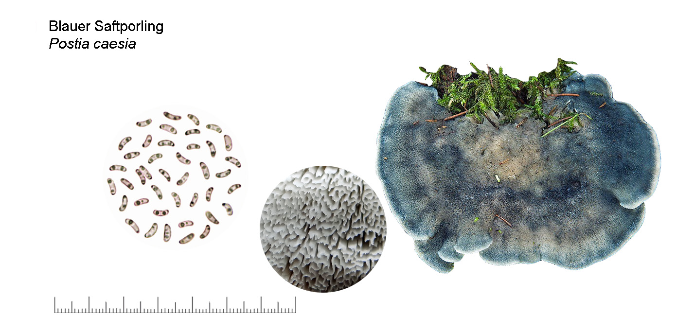 Cyanosporus caesius, Blauer Saftporling