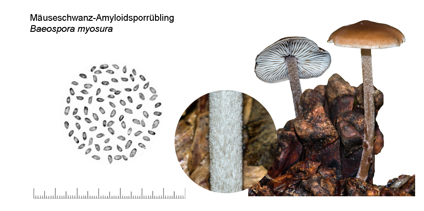 Baeospora myosura, Mäuseschwanz-Amyloidsporrübling
