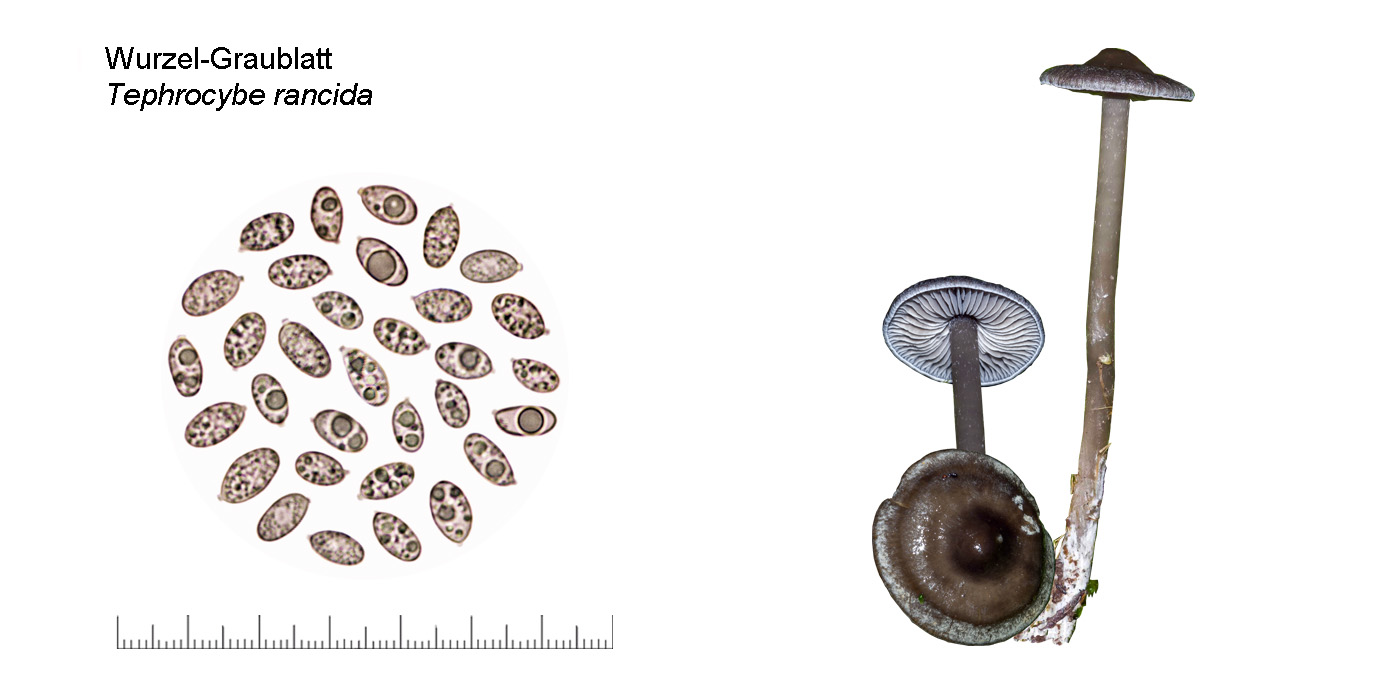 Tephrocybe rancida, Wurzel-Graublatt