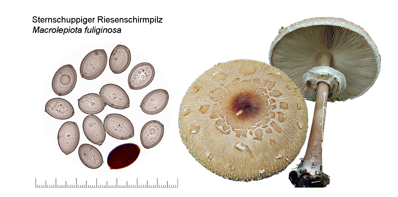 Macrolepiota fuliginosa, Sternschuppiger Riesenschirmpilz