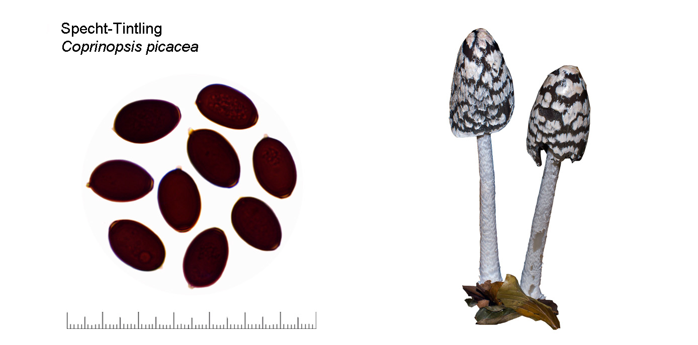Coprinopsis picacea, Specht-Tintling