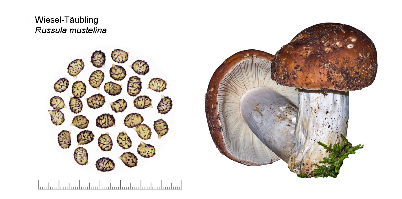 Russula mustelina, Wiesel-Täubling