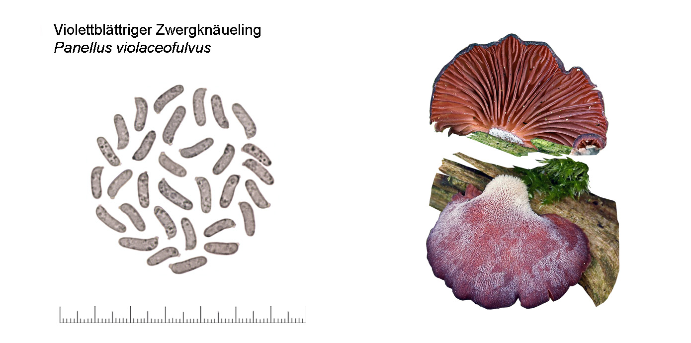 Panellus violaceofulvus, Violettblttriger Zwergknueling