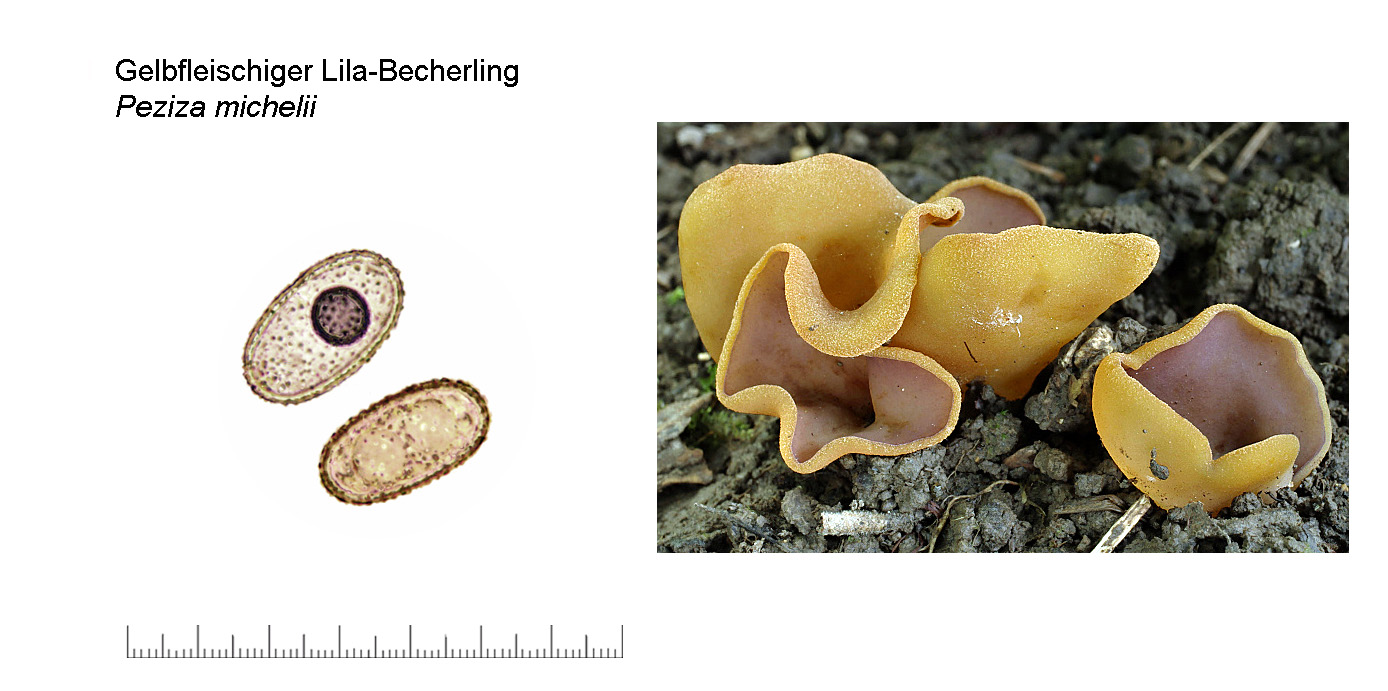 Peziza michelii, Gelbfleischiger Lila-Becherling