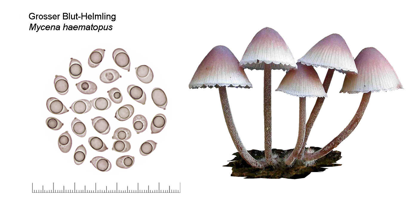 Mycena haematopus, Grosser Blut-Helmling